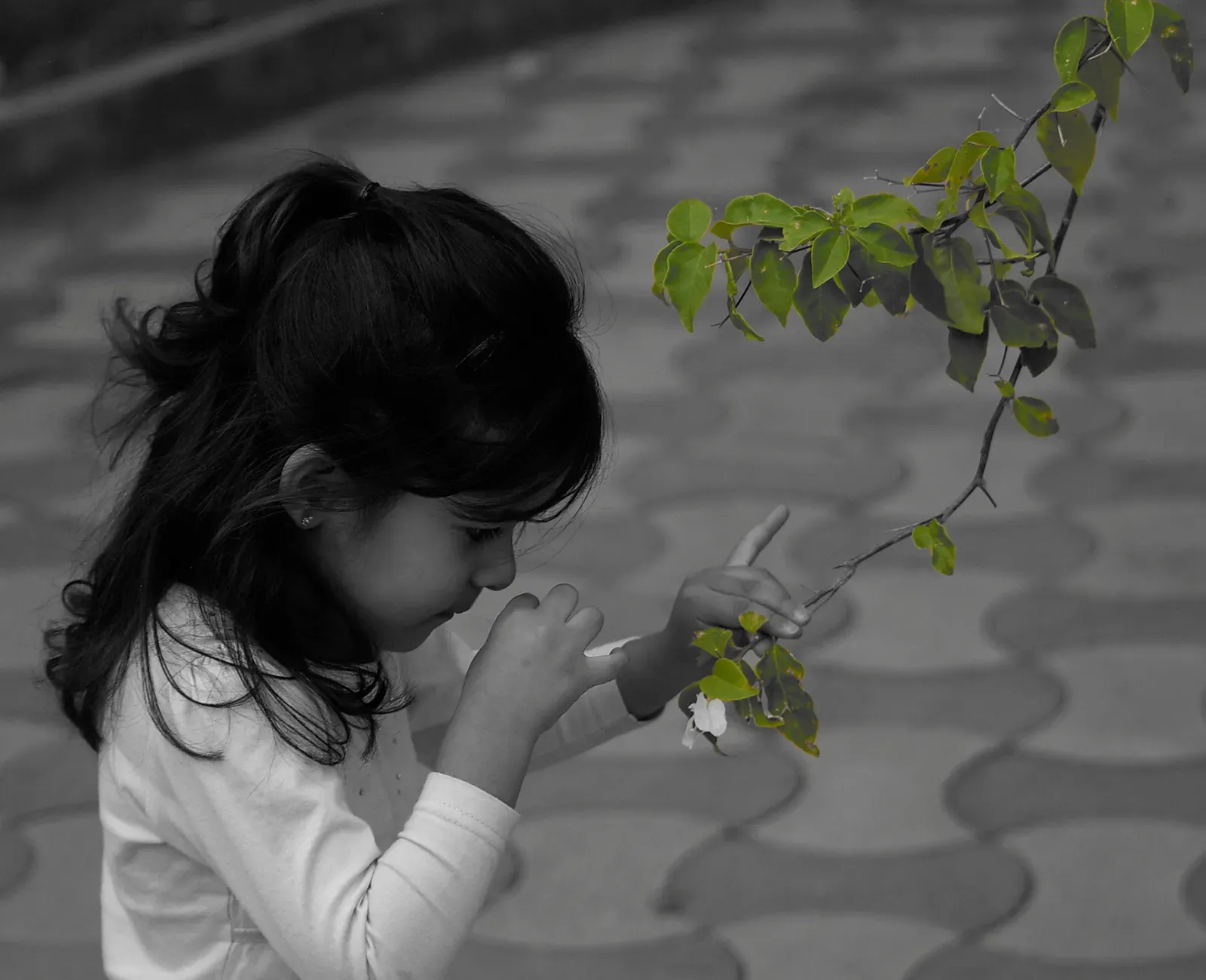 Why It Matters: Curiosity as a Public Resource, Not a Luxury (Image Credits: Wikimedia)