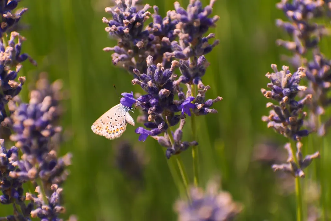 6. Scent Trails That Attract Allies And Repel Enemies (Image Credits: Unsplash)