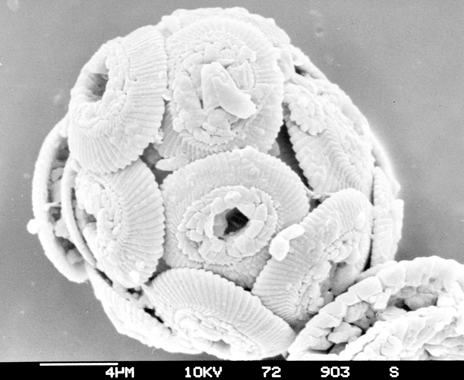 #2 Discoturbella moori: A Microscopic Mystery from the Oligocene Seas (By Hannes Grobe/AWI, CC BY 3.0)