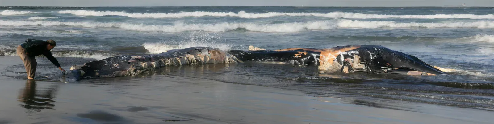 Mass Whale Strandings: The Ocean's Heartbreaking Mystery (Image Credits: Wikimedia)