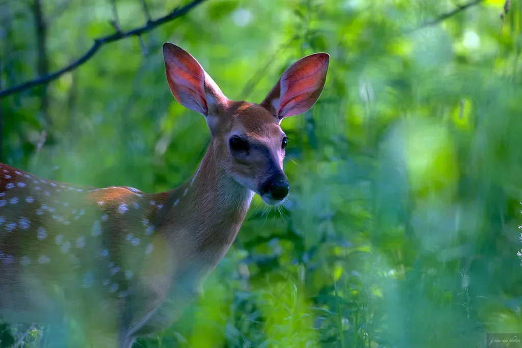 Conclusion: Sharing a World of Many Inner Lives (j van cise photos, Flickr, CC BY 2.0)