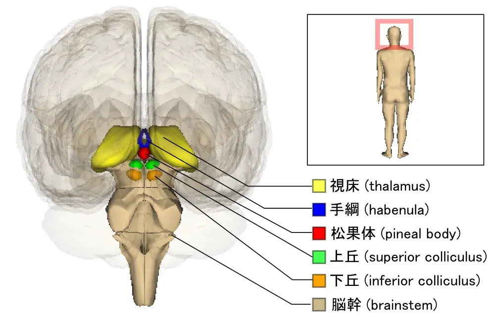 Gatekeepers of Consciousness: How the Brain Flips the Switch (Image Credits: Wikimedia)