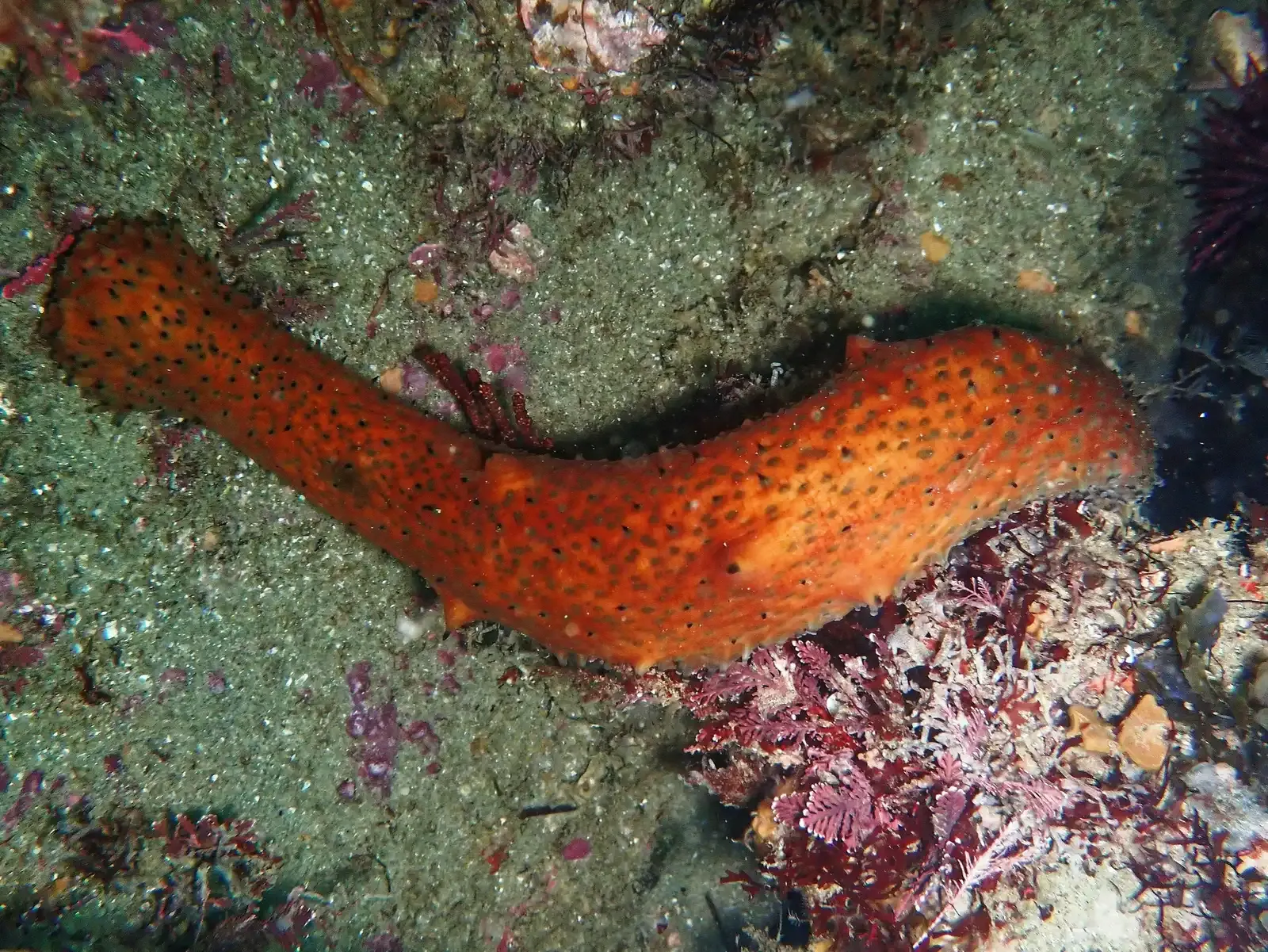 9. Warty Sea Cucumber – The Unsung Janitor of the Seafloor (Image Credits: Wikimedia)