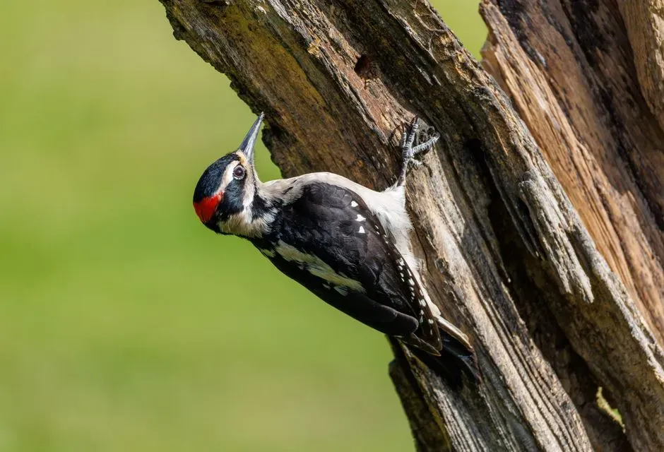 How Woodpeckers “Diagnose” Tree Health Before We Can (Image Credits: Pexels)