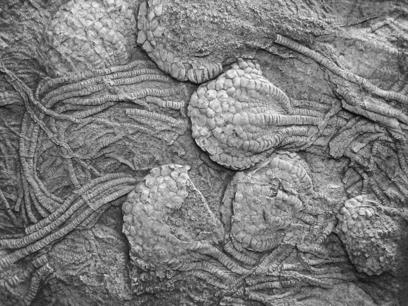 Your Antacids Contain Ancient Ocean Life (Image Credits: Wikimedia)