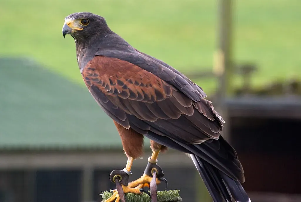 Libra – Harris’s Hawk: Cooperative Hunter and Balancer (Daniel2005, Flickr, CC BY 2.0)