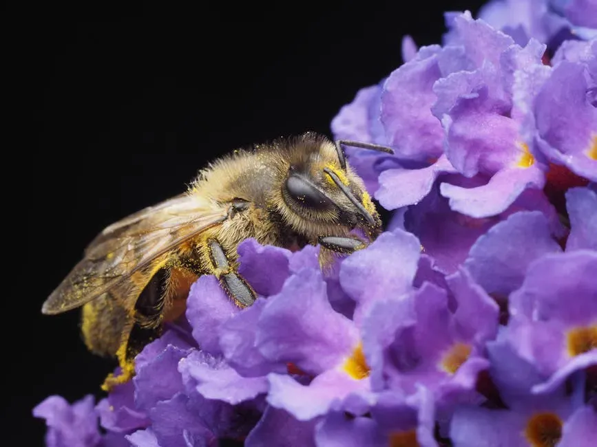 Bees: reading ultraviolet road signs on flowers (Image Credits: Pexels)