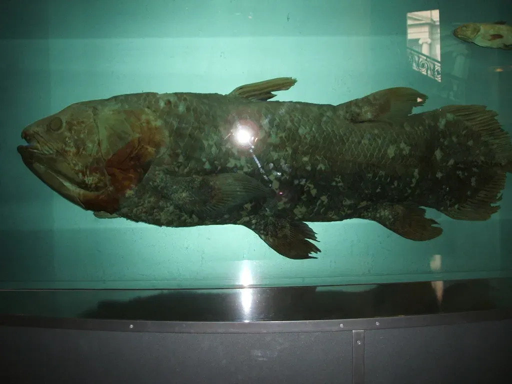 1. Coelacanth – The “Living Fossil” That Refused to Die (unnormalized, Flickr, CC BY-SA 2.0)