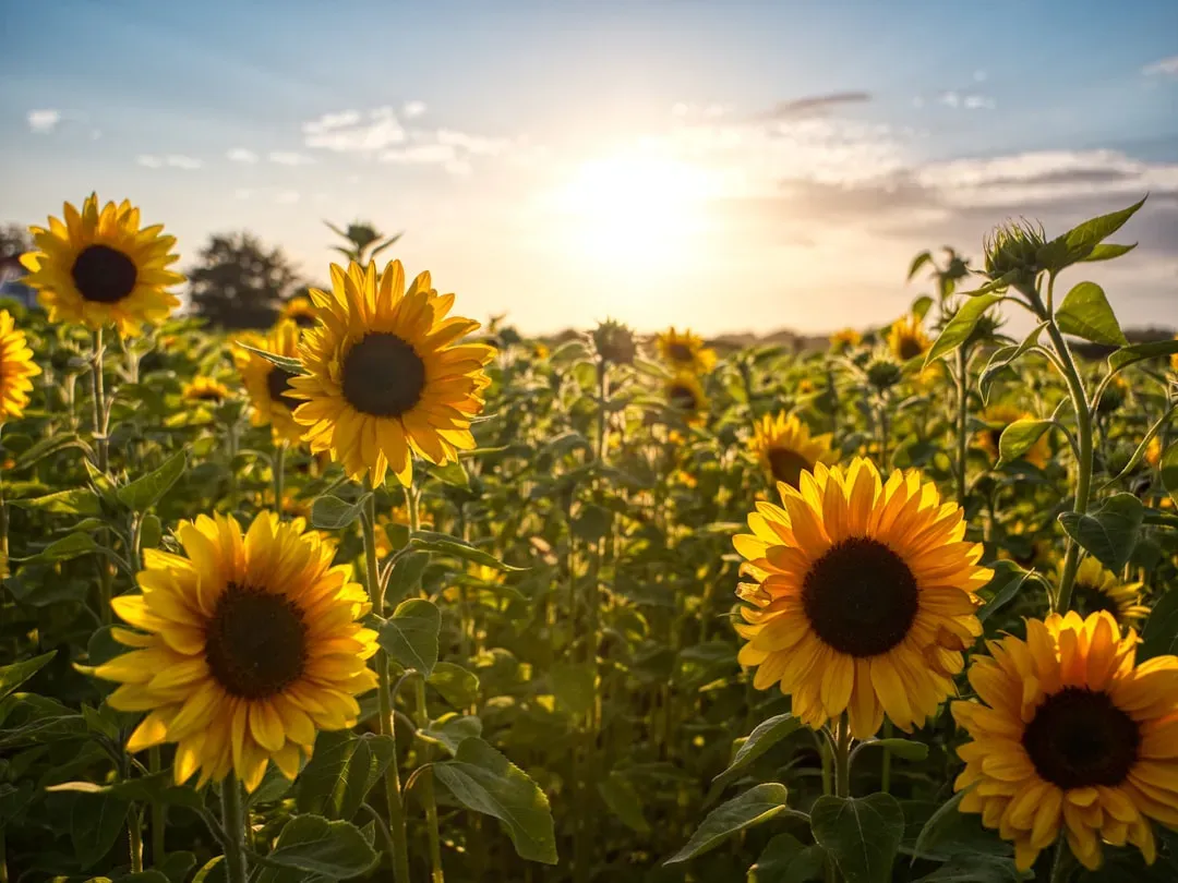 Leo – Sunflower: Radiant, Loyal, And Impossible To Ignore (Image Credits: Unsplash)