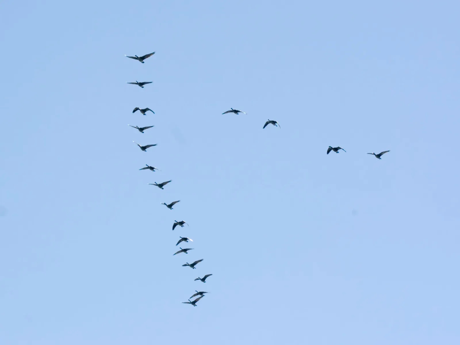 1. You’re Watching Advanced Teamwork When You See a V‑Shaped Flock (By Kelly Martin, CC BY-SA 3.0)