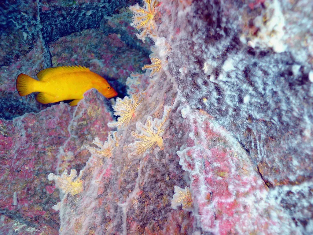 15. Abyssal “Mat” Communities Built by Unnamed Microbial Mega‑Structures (Oregon State University, Flickr, CC BY-SA 2.0)