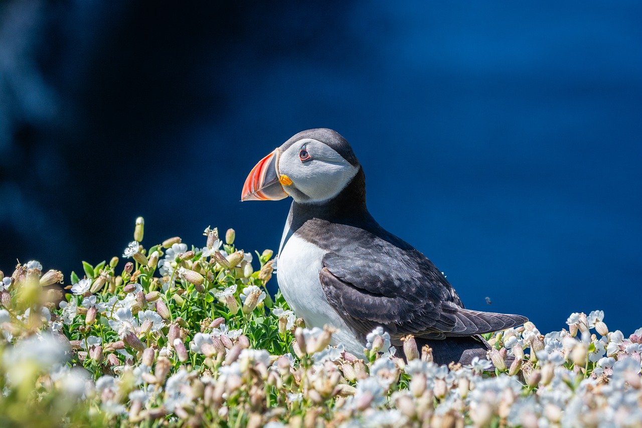 Anacapa Island, California - The Murrelet Miracle (Image Credits: Pixabay)