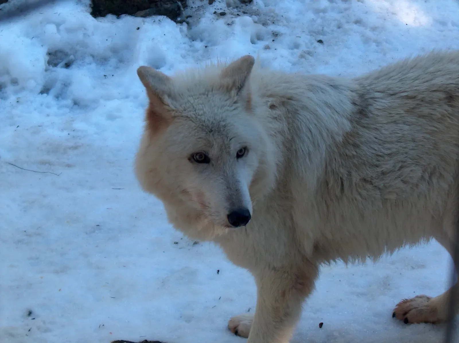 #4 A Lone Wolf of the Islands (By Doublebackslash, CC BY-SA 3.0 us)