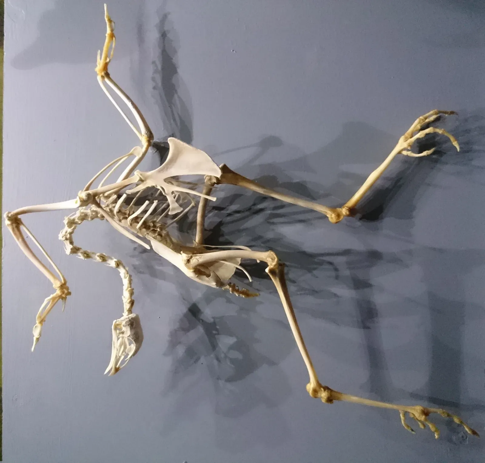 #12 – The First Archaeopteryx Skeleton Wore Someone Else's Feathers (By Nkansahrexford, CC BY 3.0)