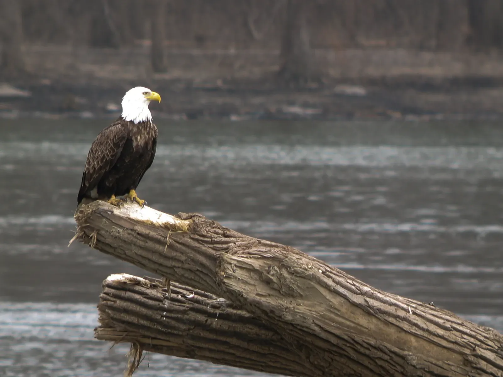 1. Mississippi River (Upper Mississippi, Minnesota to Iowa) (originally posted to Flickr as Bald Eagle on Mississippi River - Feb 2010, CC BY-SA 2.0)