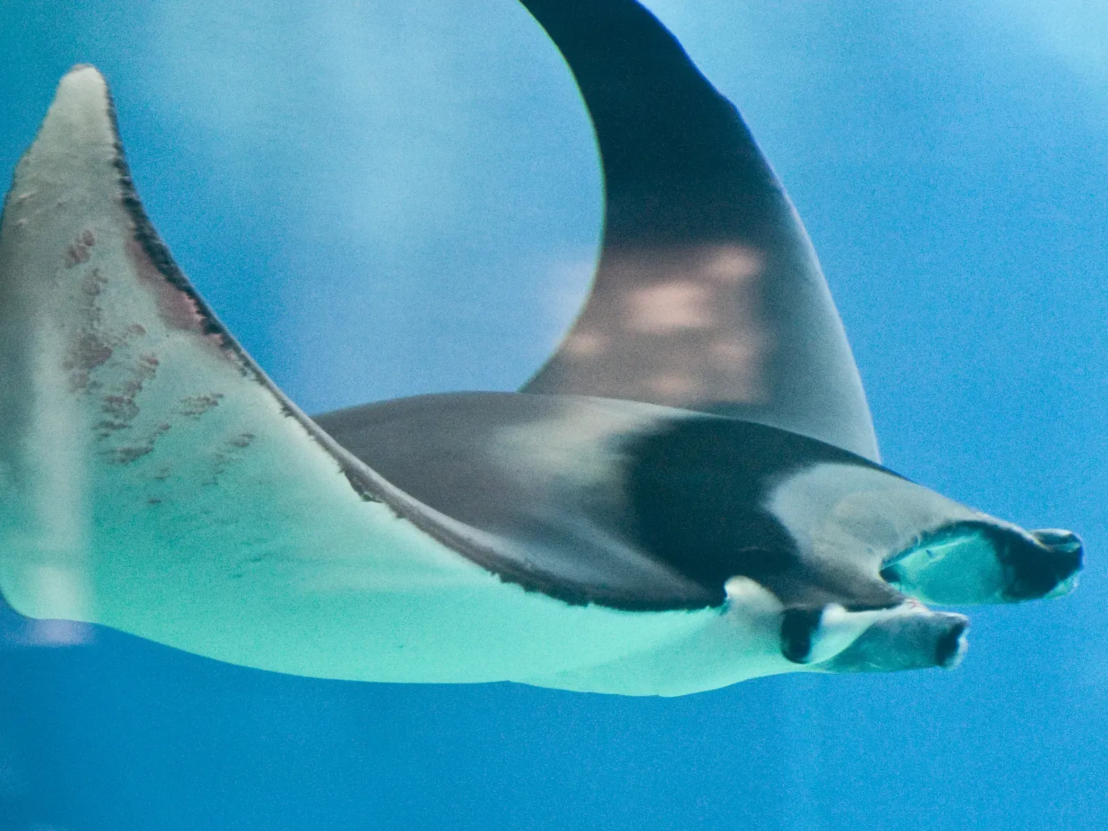 9. Entire Rays and Skates Folded Like Carpets (Majestic ray, CC BY-SA 2.0)