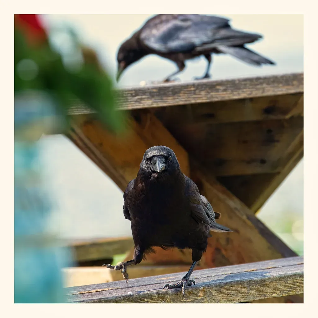 Crows Remember Faces, Not Just Places (marneejill, Flickr, CC BY-SA 2.0)