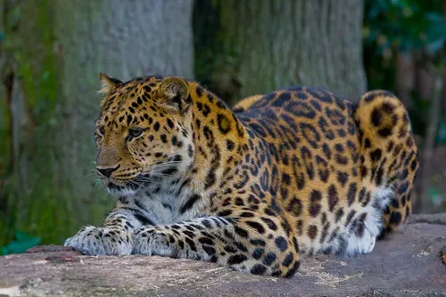 1. The Amur Leopard - The World's Rarest Big Cat (By Amur Leopard, CC BY 2.5)