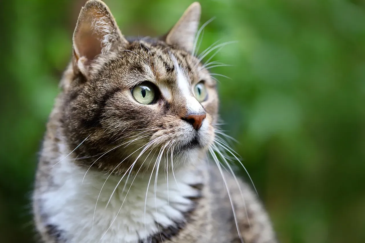 How Cats Track You Even When You Are Out of Sight (Image Credits: Pixabay)