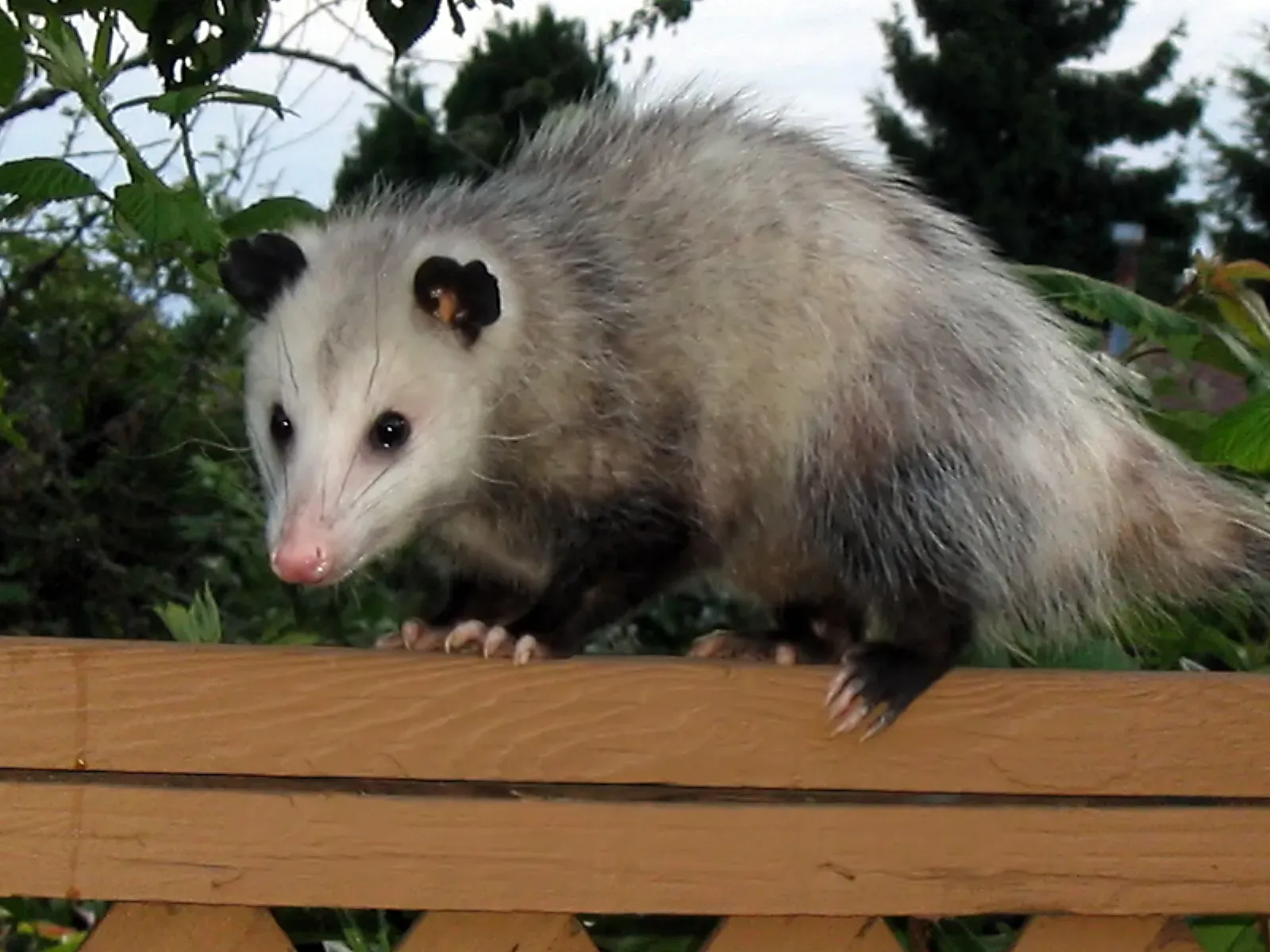 Living With Opossums: Simple Ways to Turn Fear Into Stewardship (Image Credits: Wikimedia)