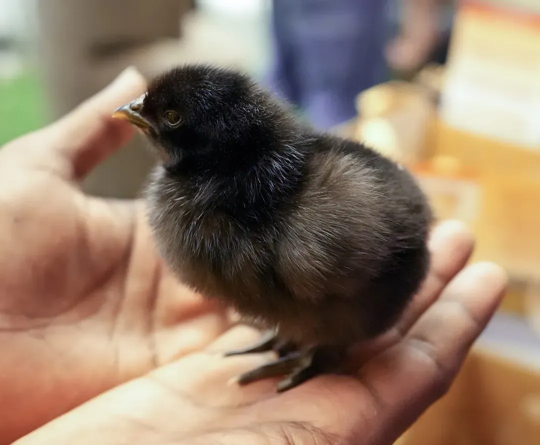 Myth 6: Mother Birds Will Abandon a Chick If You Touch It (Image Credits: Unsplash)