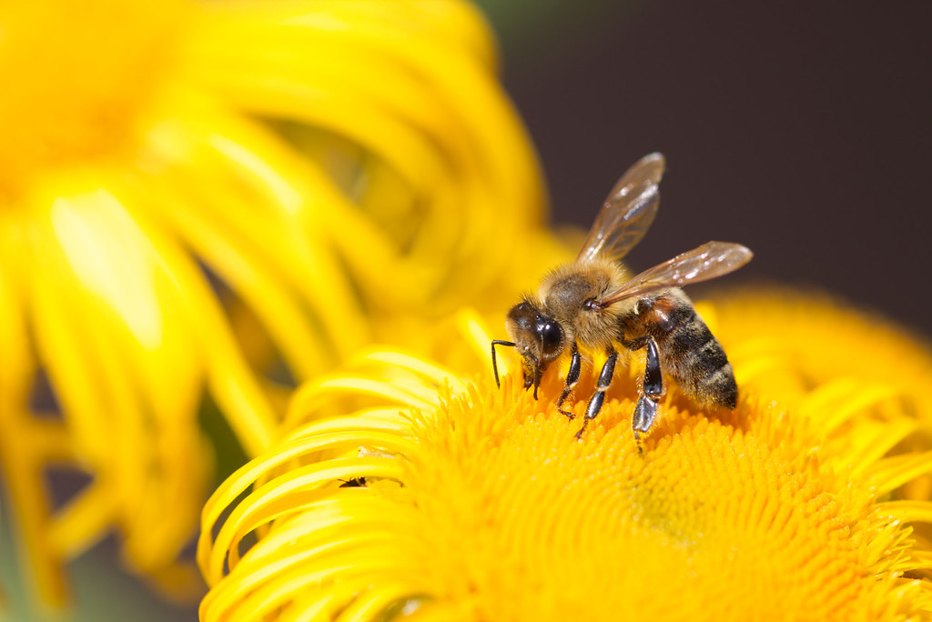 The Industrious Bee: Embodiment of Service (Image Credits: Flickr)