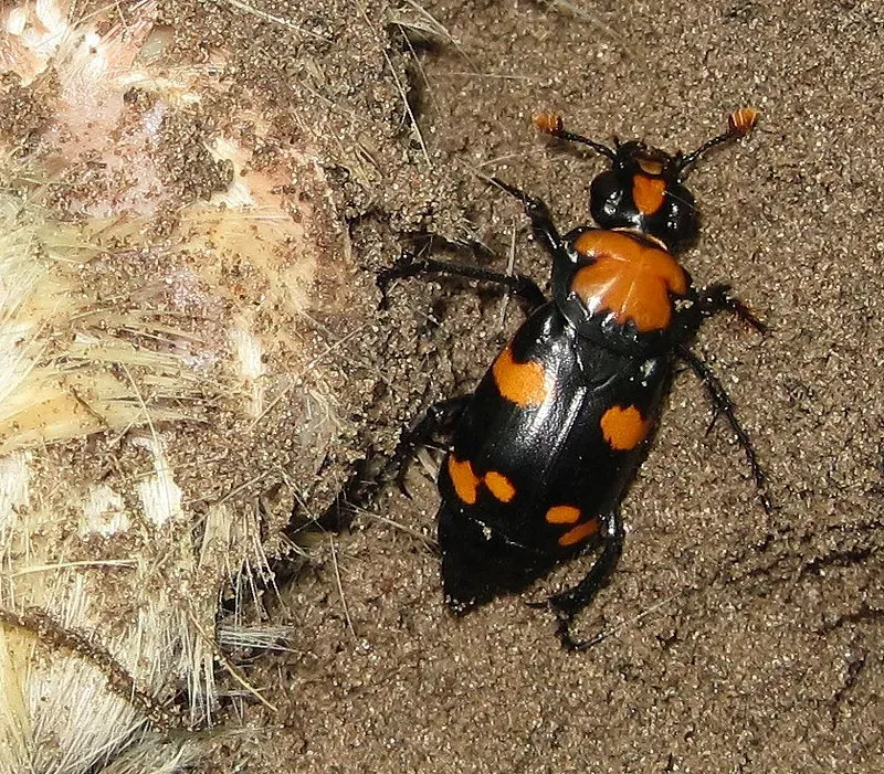 8. The American Burying Beetle – A Vanishing Undertaker (USFWS Mountain Prairie, Flickr, CC BY 2.0)