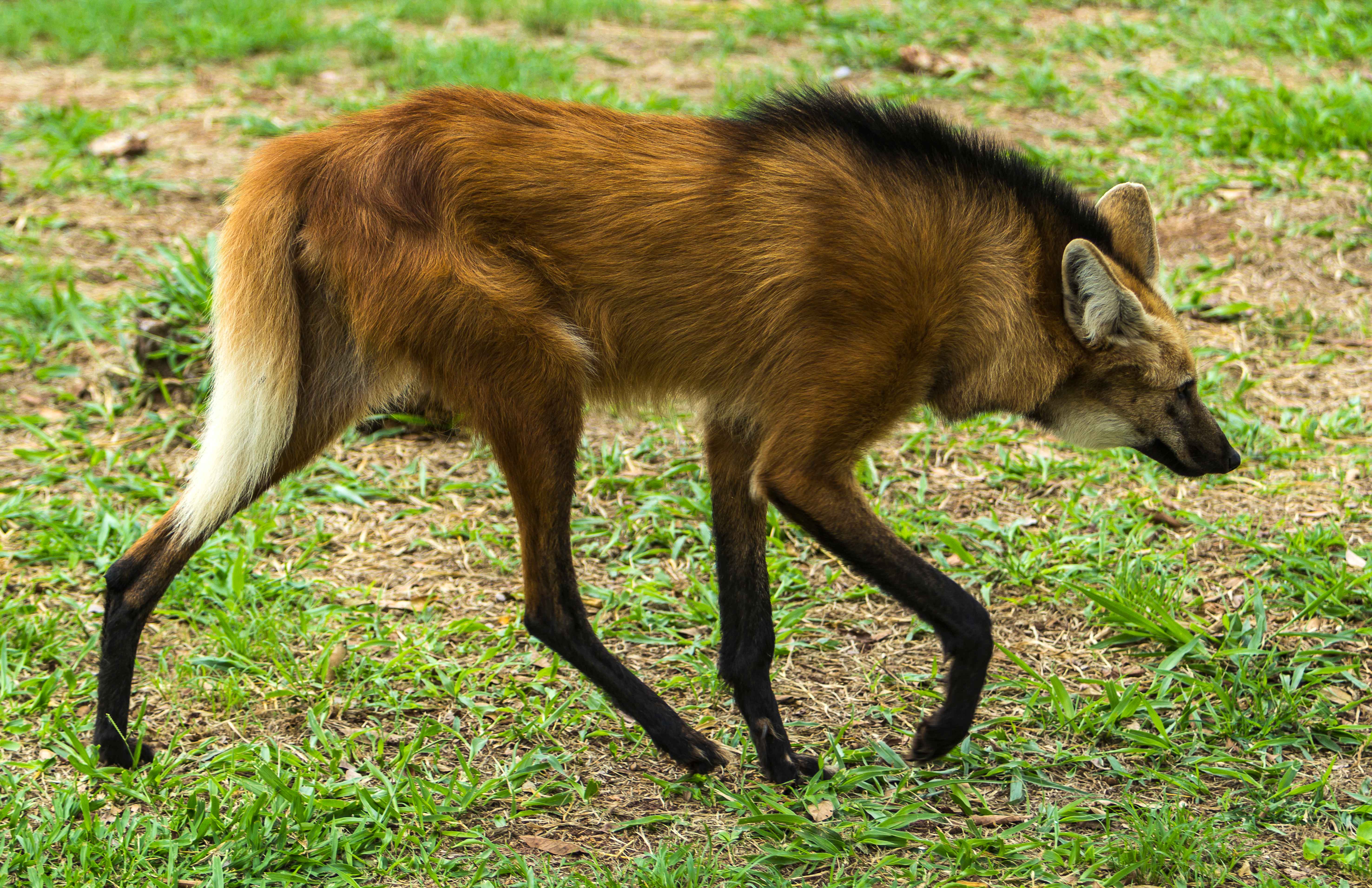 Maned Wolf: The Stilt-Legged Solitary (Image Credits: Wikimedia)