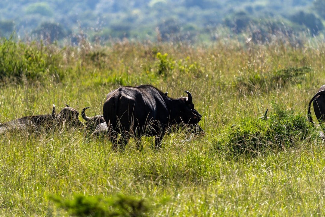 Why It Matters: Lessons from a Near-Extinction (Image Credits: Unsplash)