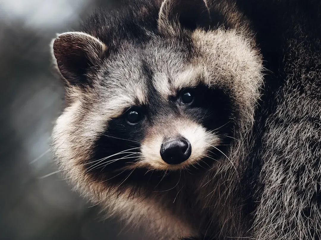 Cancer – The Nocturnal Raccoon (Image Credits: Unsplash)