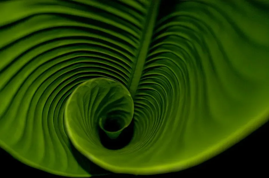 Phyllotaxis: The Science of Leaf Spirals (Image Credits: Pexels)