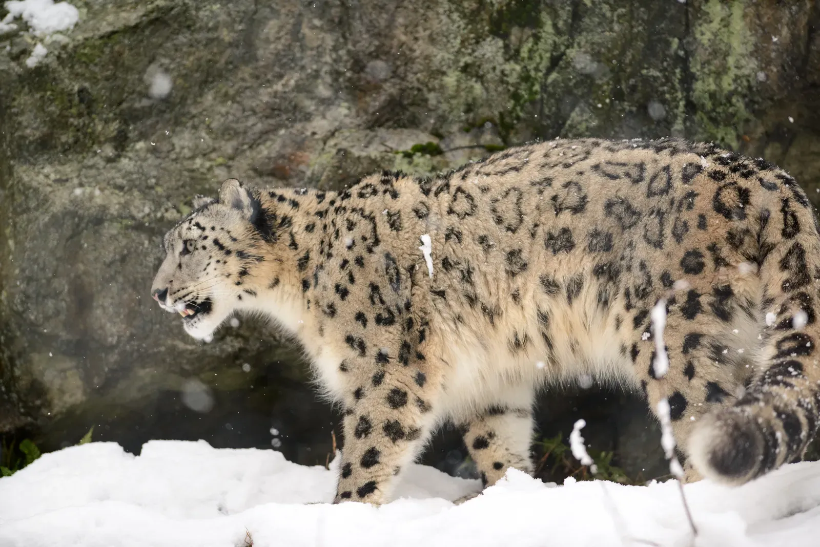 Better Monitoring Technology Is Revealing Hidden Populations (Image Credits: Wikimedia)