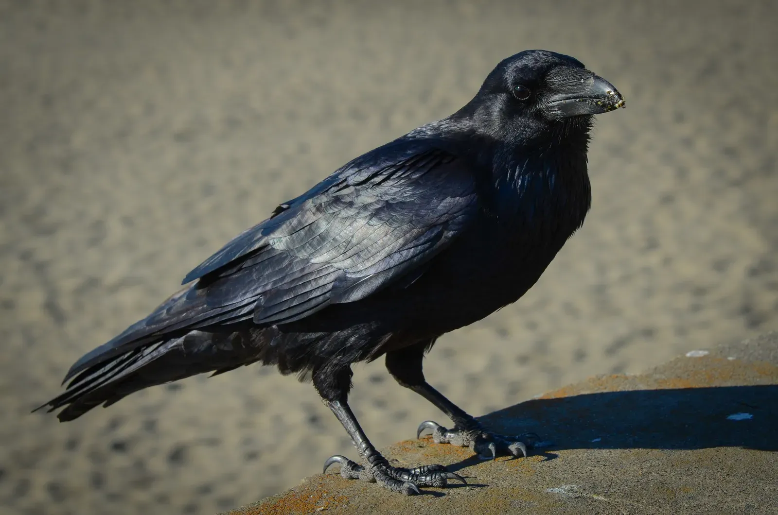 Beyond the Lab: Why Raven Planning Matters for Everyday Life and Ethics (Common Raven (Corvus corax), CC BY-SA 2.0)