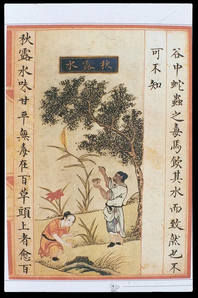 Medicinal Plants and Microbes Our Ancestors Knew Before the Lab (Image Credits: Rawpixel)