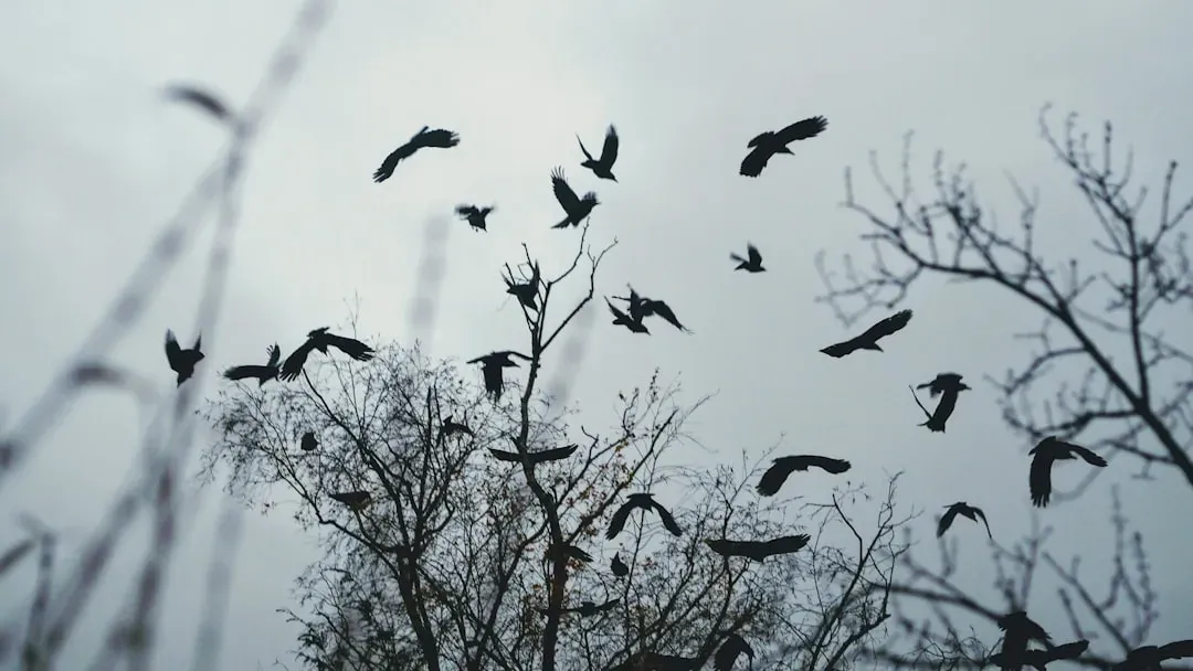 #13 - Why Crows Hold "Funerals" for Their Dead (Image Credits: Unsplash)