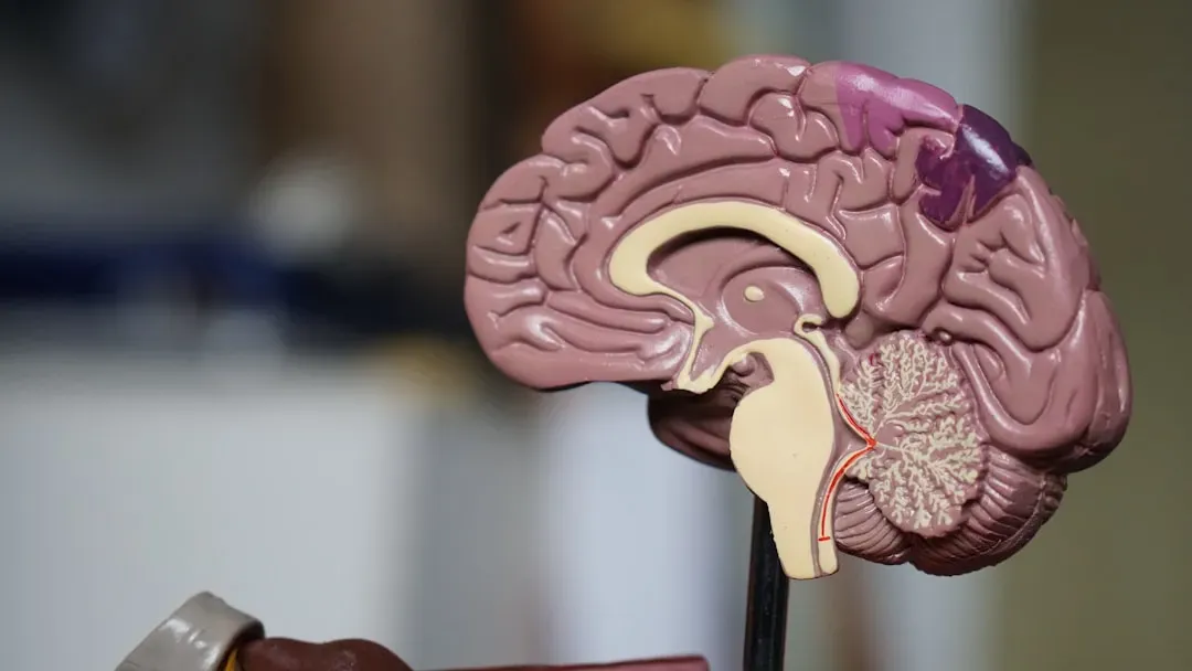 The Left Hemisphere: Your Inner Storyteller and “Interpreter” (Image Credits: Unsplash)