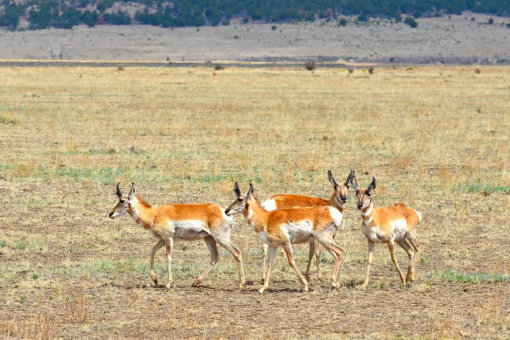 Strategic Habitat Restoration Beyond Fencing (Image Credits: Flickr)