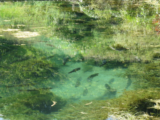 Ichetucknee Springs, Florida: A Flowing Laboratory for Groundwater Transit (Image Credits: Wikimedia)