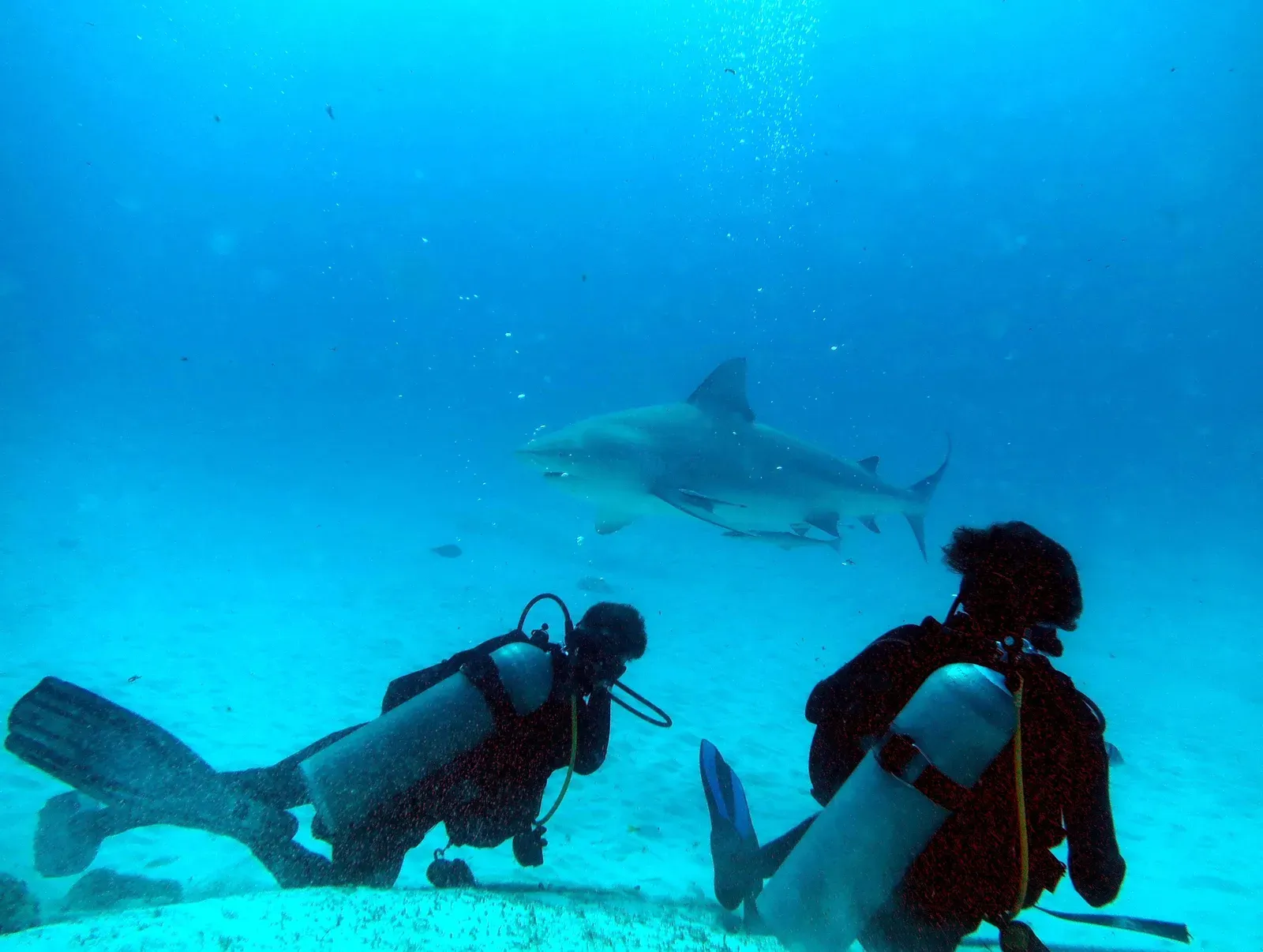 Why Fear Bull Sharks Less but Respect Them More (Requin bouledogue (Carcharhinus leucas), CC BY 4.0)