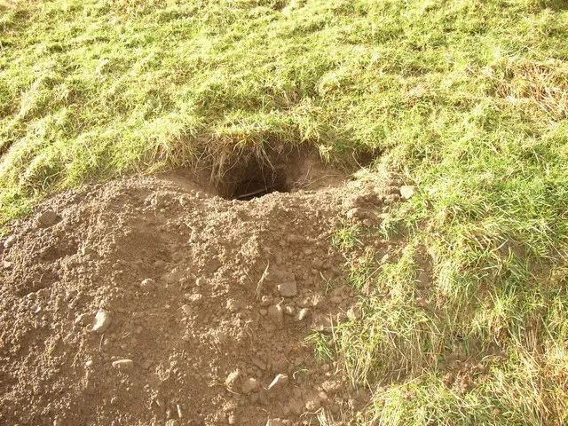 #10 - Root Tunnels and Animal Burrows Quietly Wreck the Timeline (From geograph.org.uk, CC BY-SA 2.0)