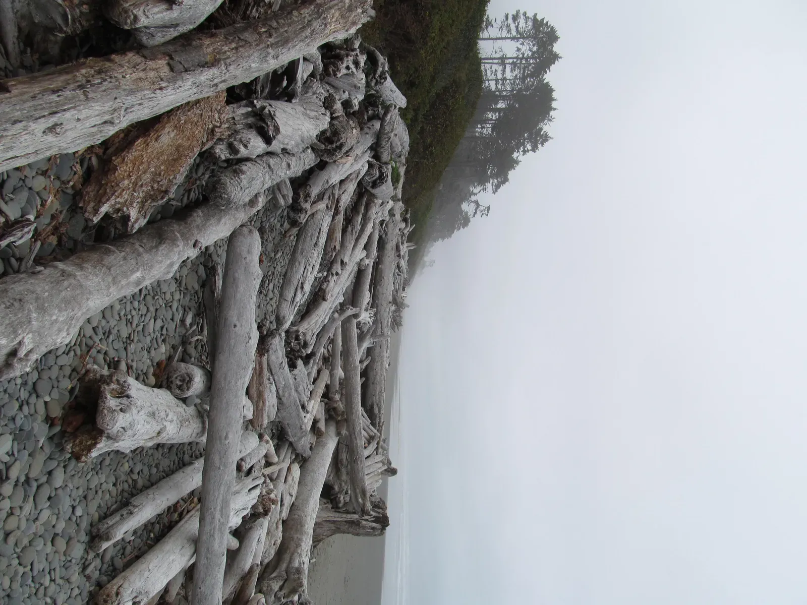 8. Olympic National Park Beaches, Washington: Driftwood, Ghost Forests, and Deep Time (Image Credits: Wikimedia)