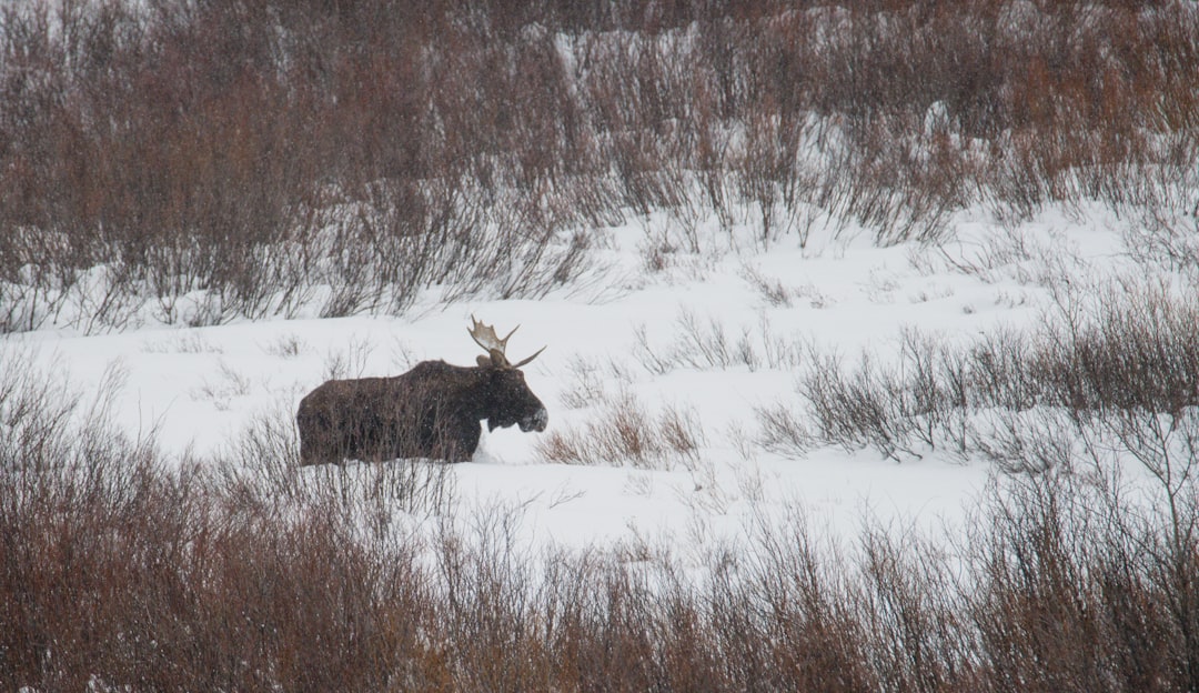 Smarter Forests: Shade, Shelter, and Snow That Tilt the Odds (Image Credits: Unsplash)