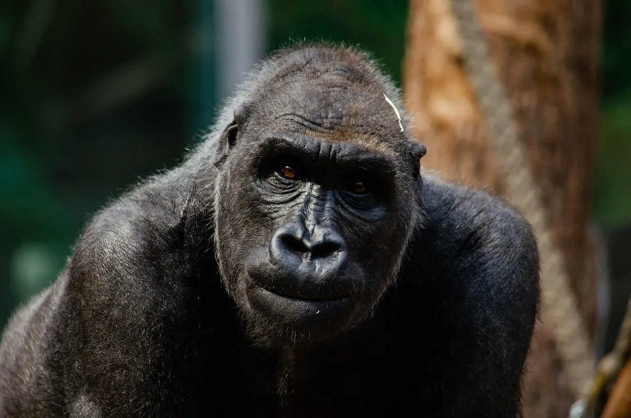 Conclusion: The Quiet Intelligence Behind a Gorilla’s Averted Gaze (Image Credits: Pixabay)