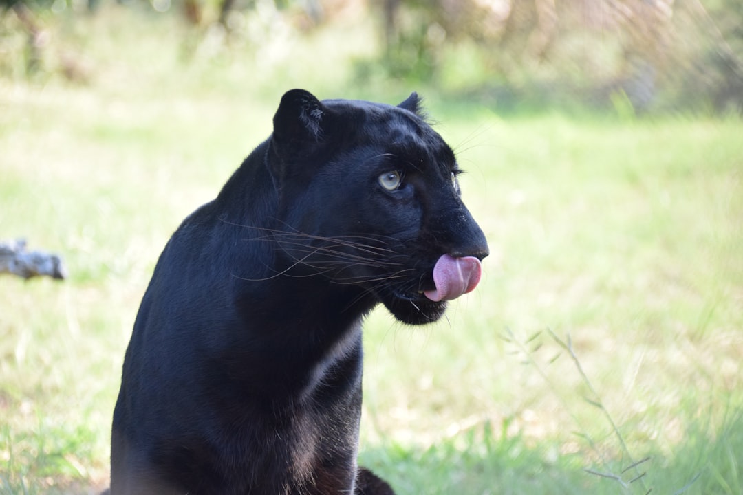 Scorpio - The Black Panther: Mysterious Power and Transformation (Image Credits: Unsplash)