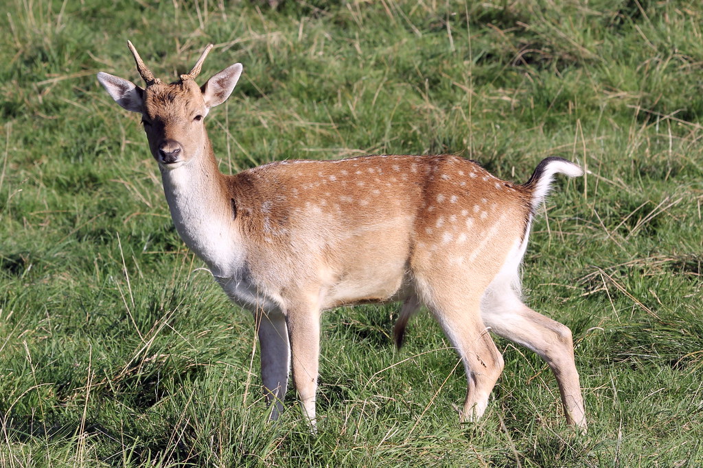 The Vigilant Deer: Grace Under Pressure (Image Credits: Flickr)