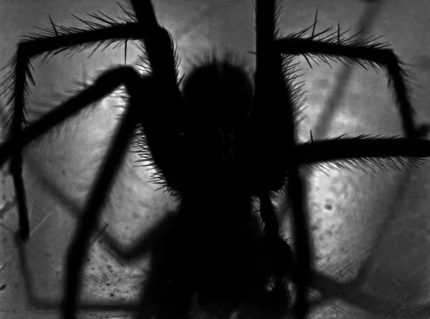The Visual System Is Wired to Spot Spidery Shapes and Sudden Movement (Image Credits: Pexels)