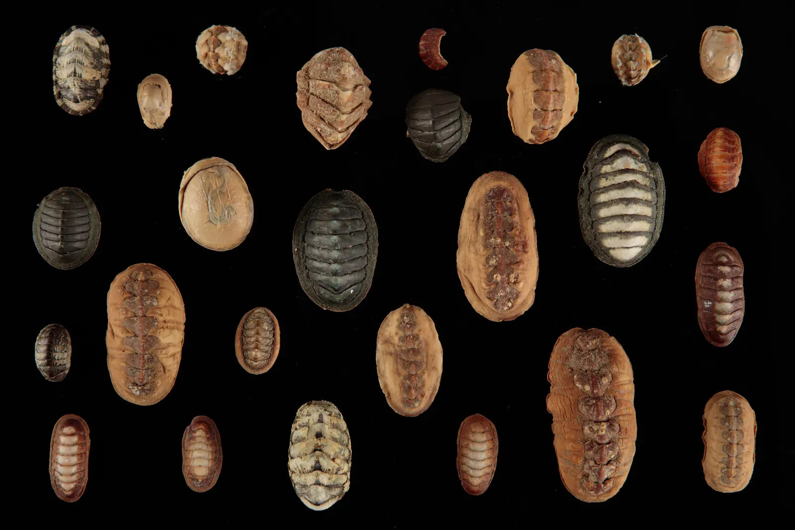 Ferreiraella Populi: The Deep-Sea Chiton Named by the Internet (Image Credits: Wikimedia)