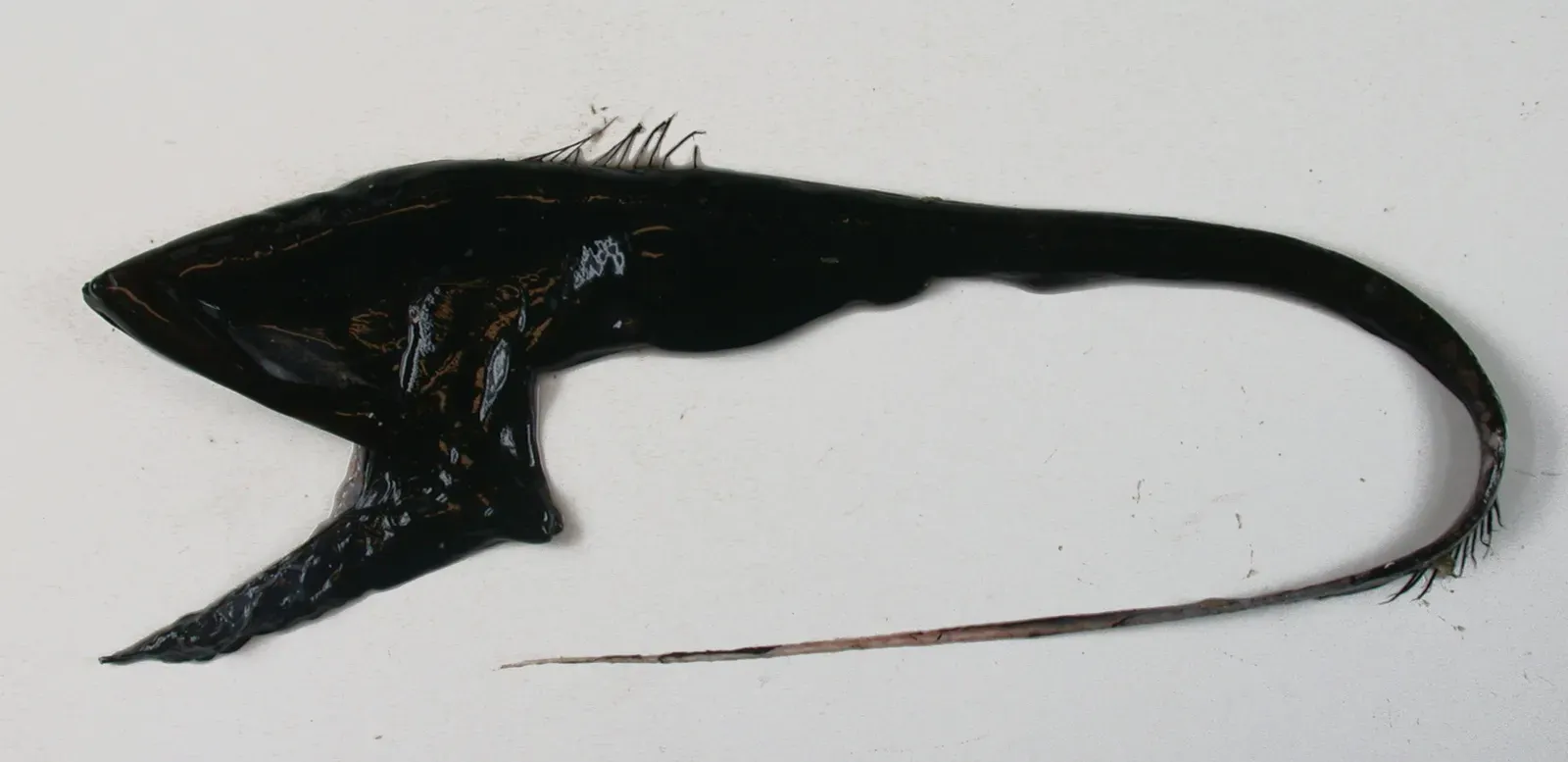 The Gulper Eel: All Mouth and Whip-Like Tail (Image Credits: Wikimedia)