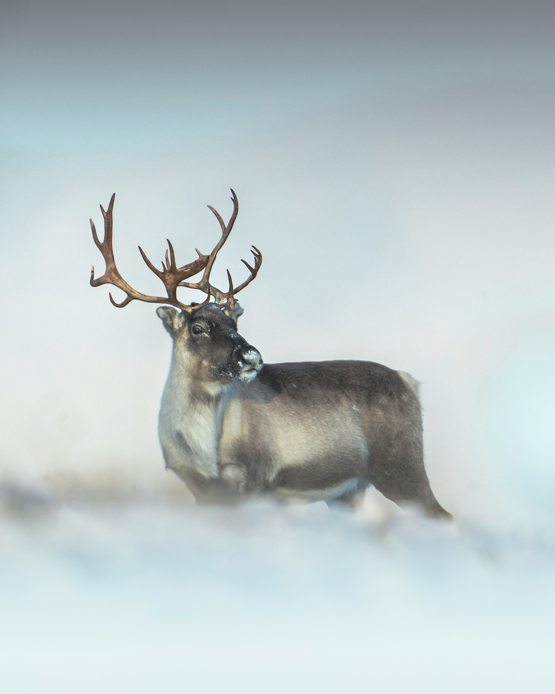 Why It Matters: The Winter Window That Reveals Ecosystems (Image Credits: Unsplash)