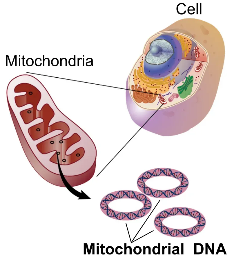 Mitochondria: The Powerhouses Holding Anti-Aging Secrets (Image Credits: Wikimedia)
